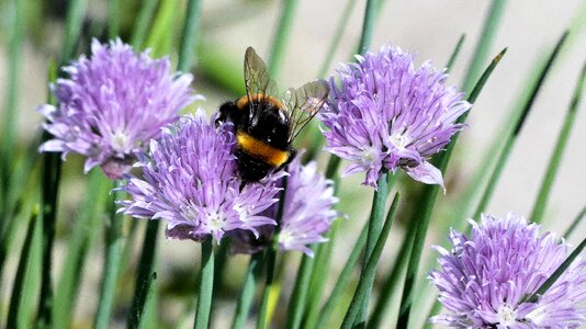 Bee pollinate purple photo