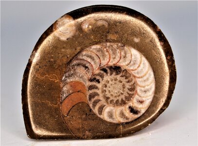 Ancient vintage fossil