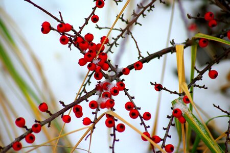 Nature fruit red