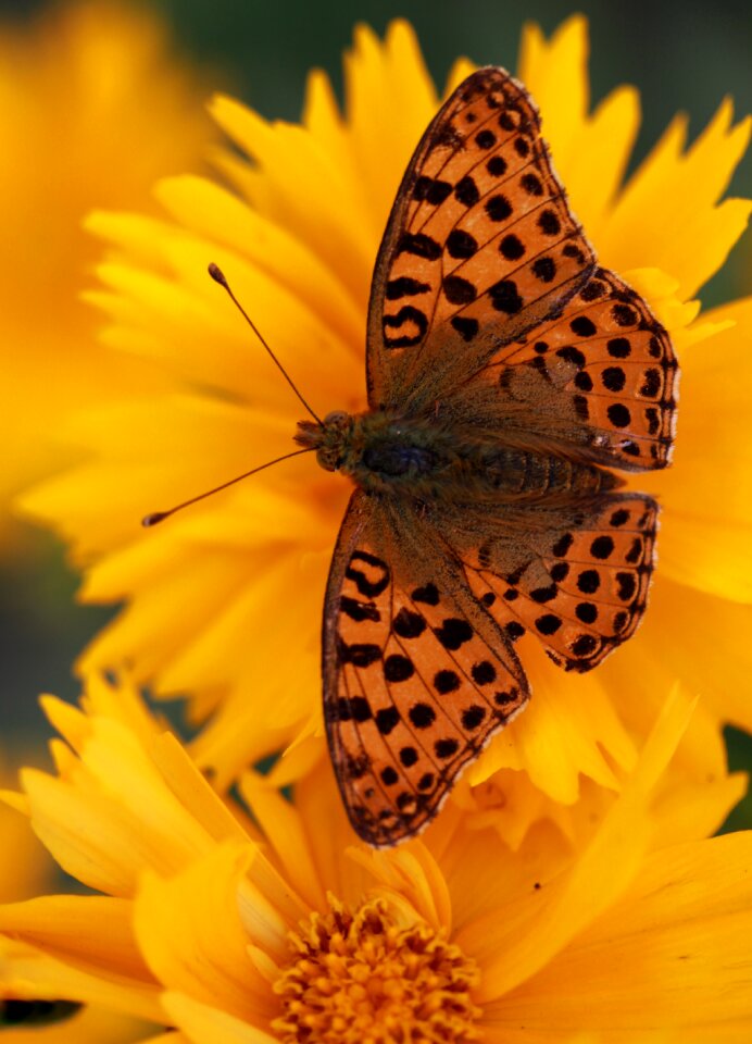 Nature insect phone wallpaper