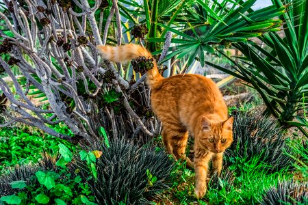 Homeless outdoors tabby