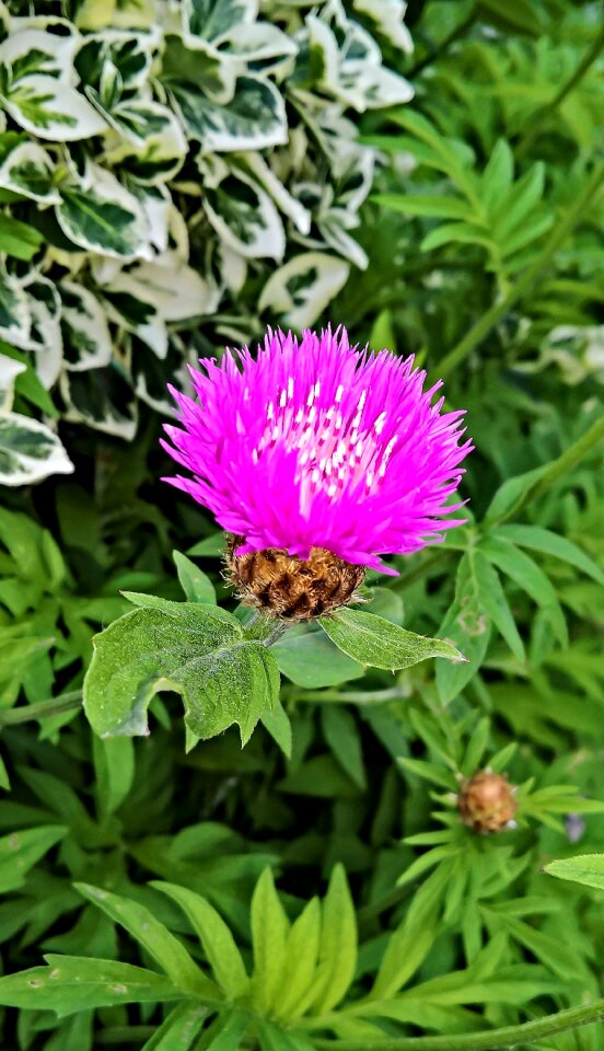 Shrub hardy single bloom