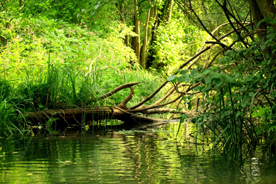 Green figure nature