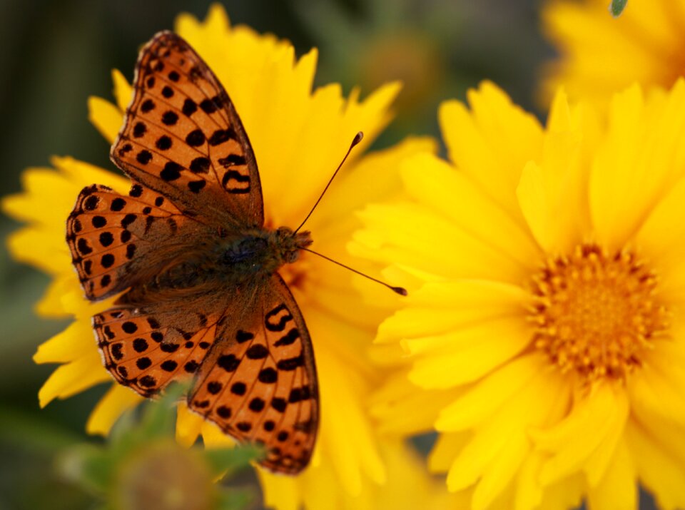 Nature insecta nice