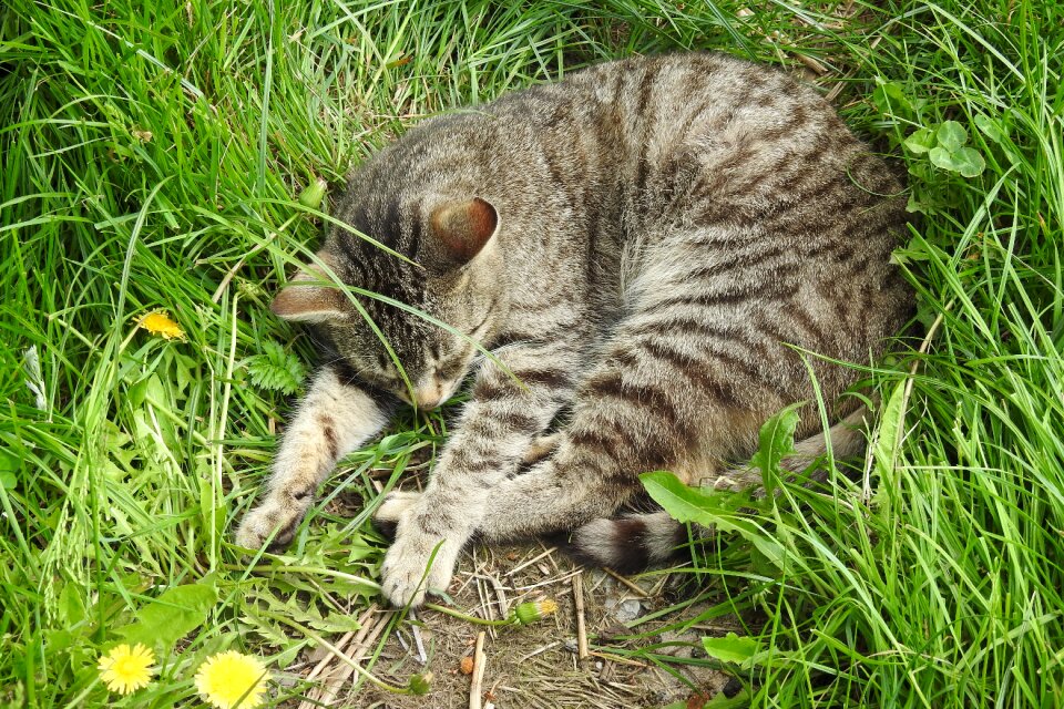 A little charming kitten