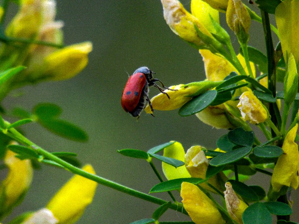 Bug flower wild flower