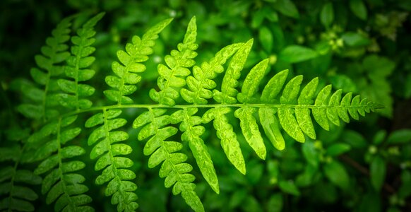 Leaf green fern photo