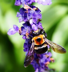 Honey pollination bumblebee photo