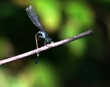 Insecta rest nature