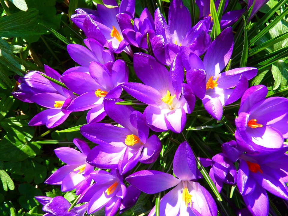 Crocus flower spring