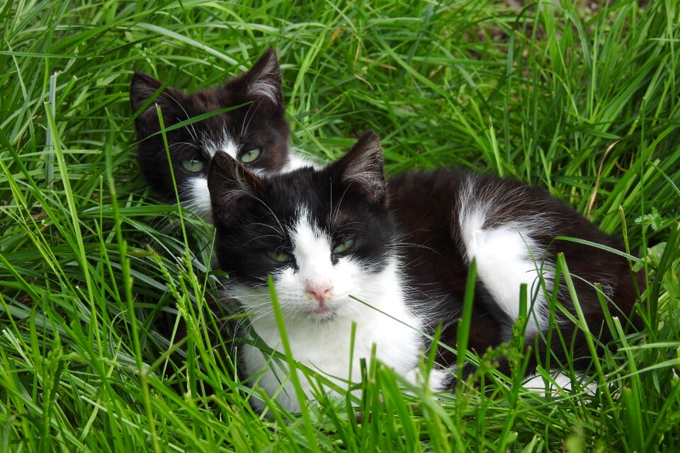 Nature cat national