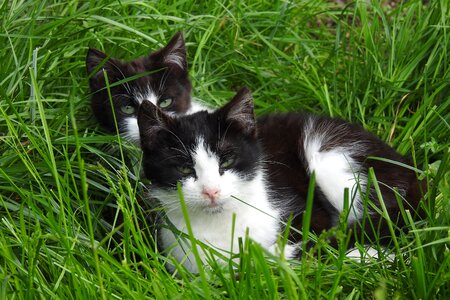 Nature cat national