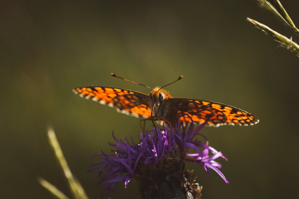 Orange butterfly nature close up