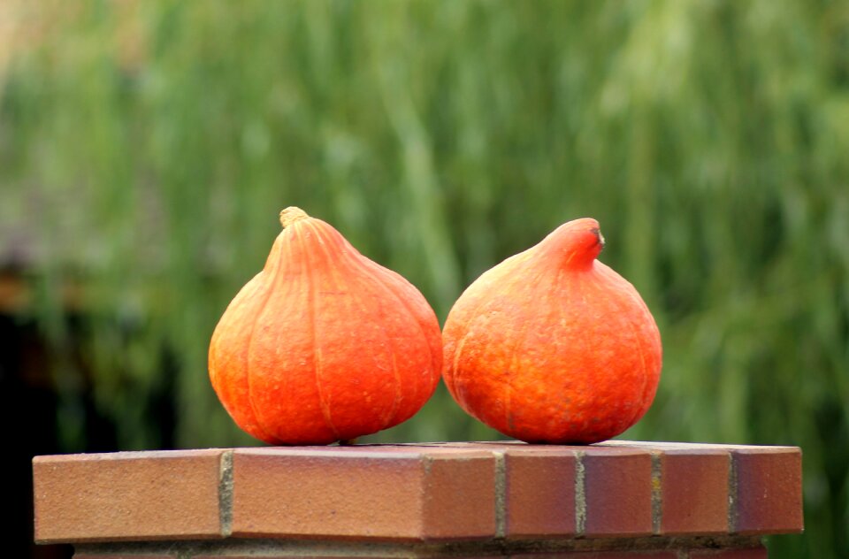 Pumpkin agriculture orange