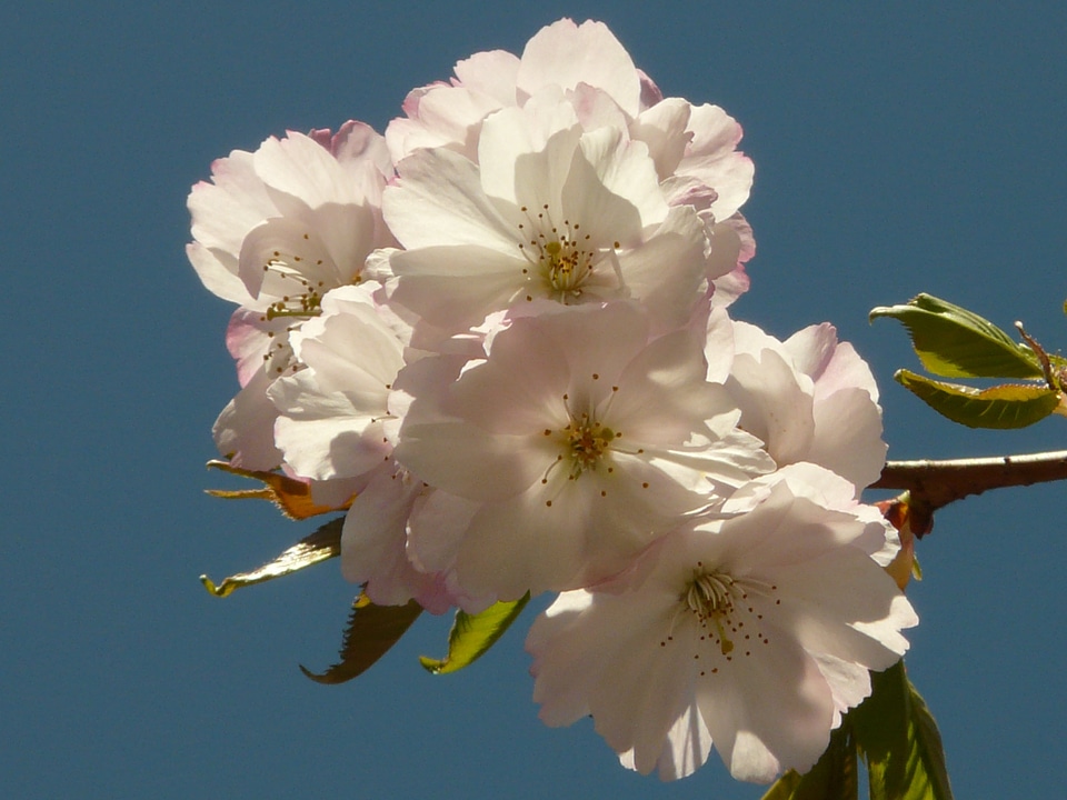 Cherry blossom blossom bloom