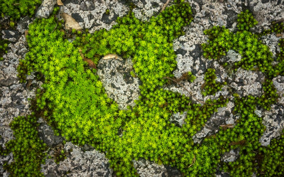 Nature green rock