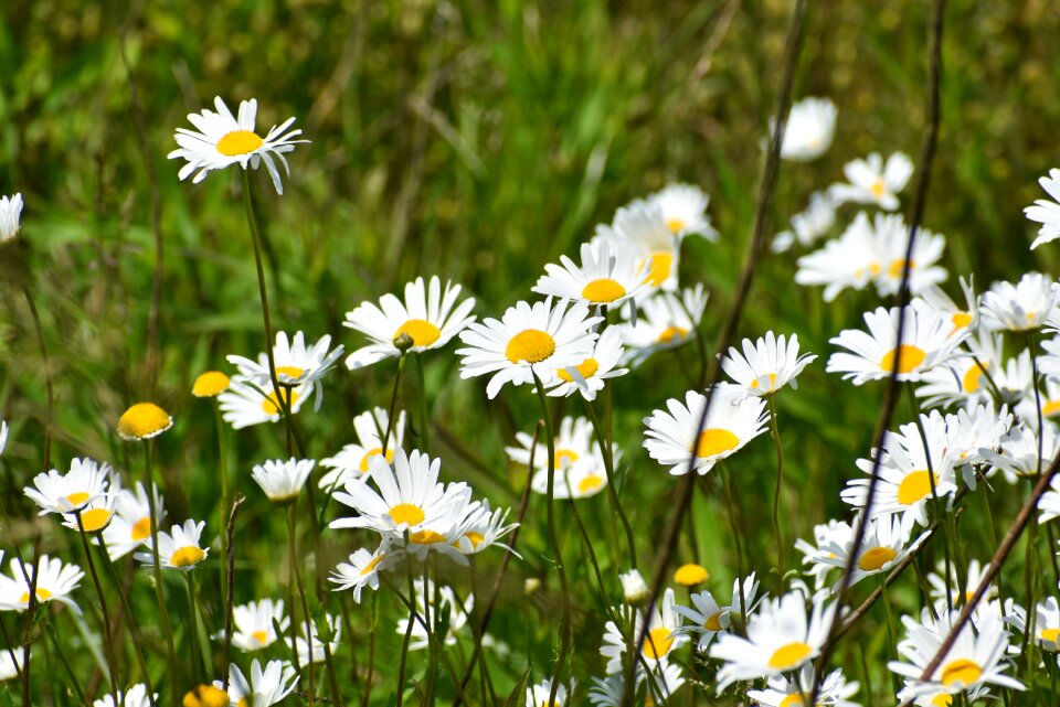 Plant green flowering plant