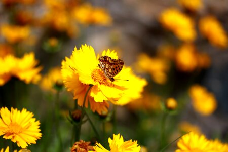 Nature insecta nice