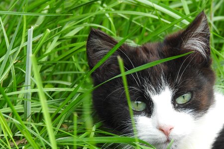 Cat dachowiec the head of a cat photo