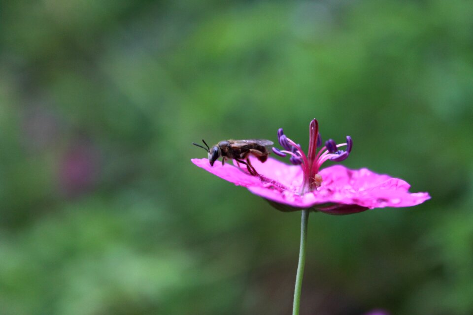 Plants insects flowers and bees