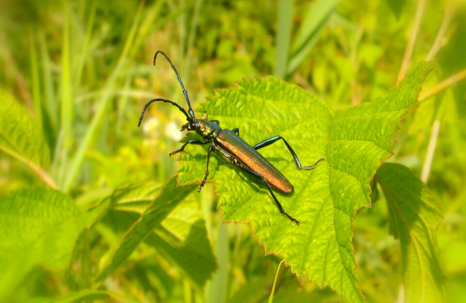Insect antennae animals