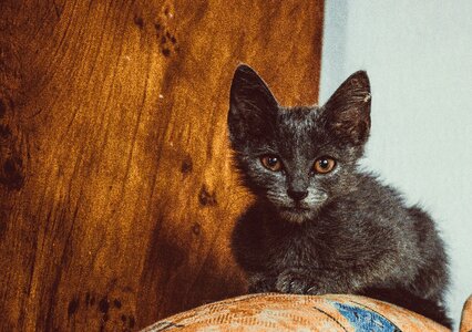 Home kitten eyes