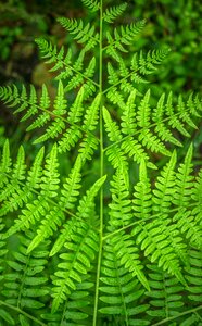 Leaf green fern photo