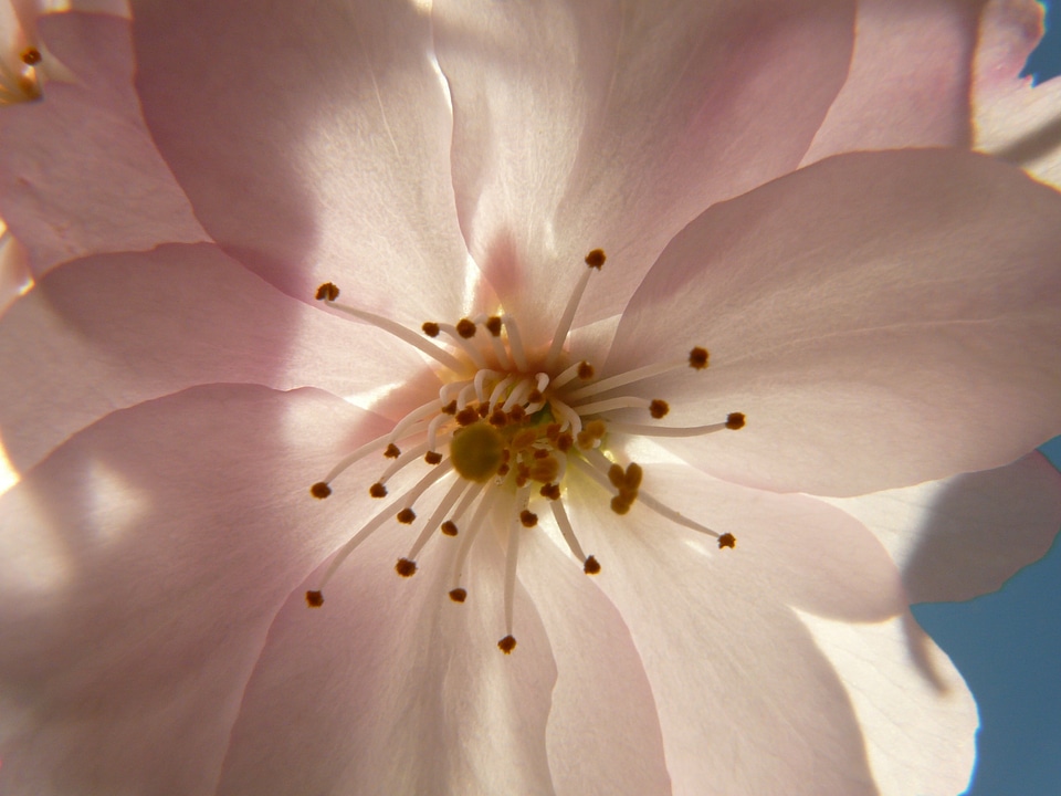 Cherry blossom blossom bloom