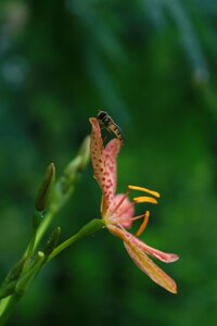 Plants insects flowers and bees photo