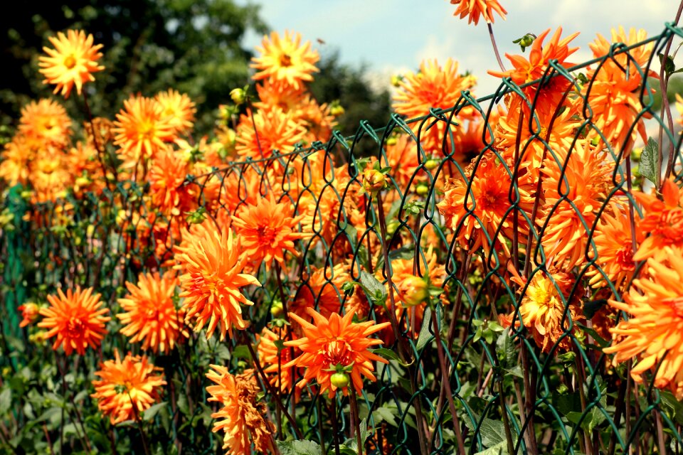 Garden nature yellow
