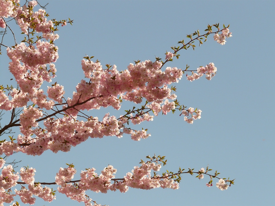 Cherry blossom blossom bloom