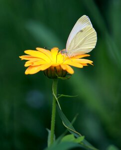 Nature insecta nice