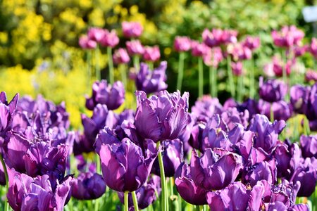 Purple tulips field of flowers bloom photo