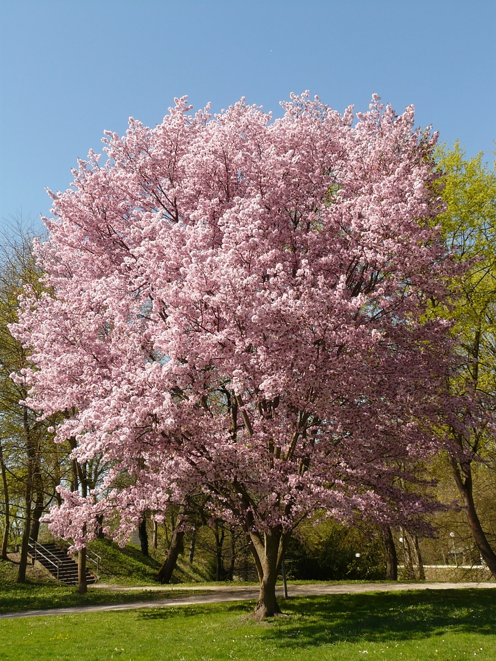 Cherry blossom blossom bloom