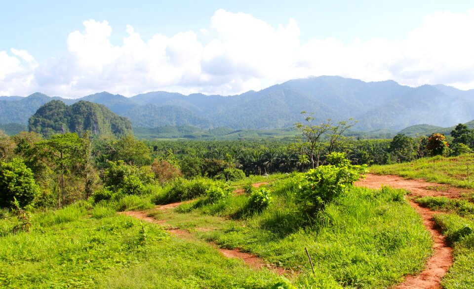 Forest tropical green