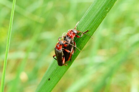 The beetle omomiłek grey cantharis fusca
