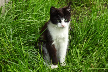 Nature cat mammals