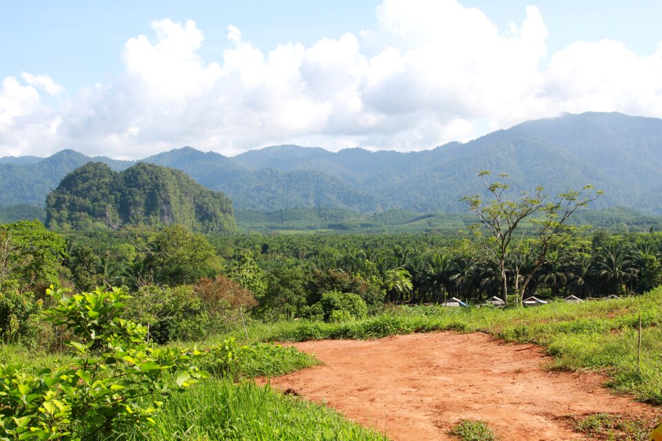 Forest tropical green
