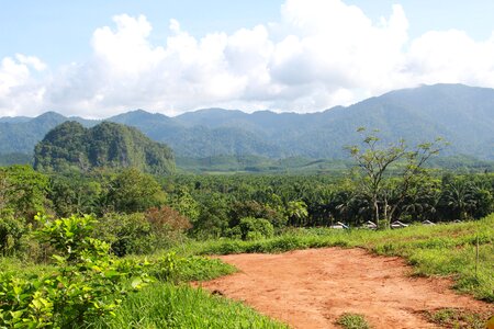 Forest tropical green
