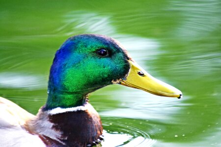 Bird nature beak