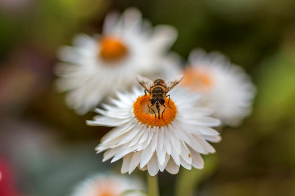 Plant summer nectar