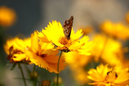 Nature insecta nice