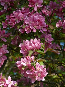 Peach tree peach tree blossom bloom