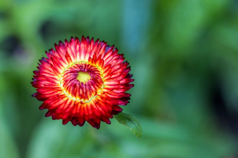 Nature flower plant