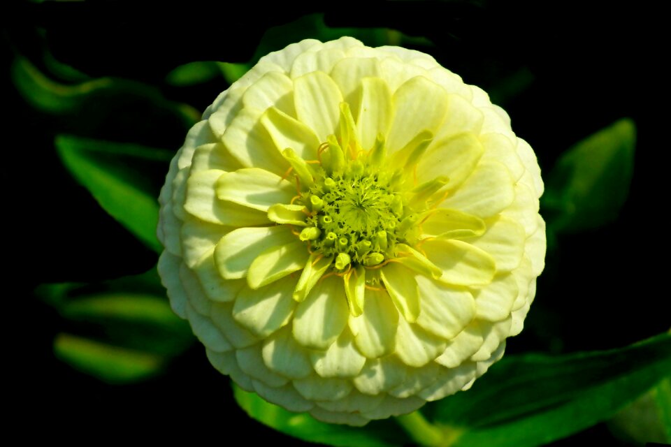 Nature closeup blooming