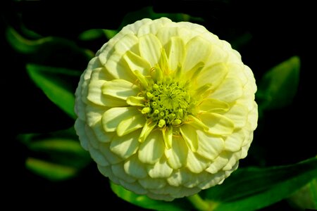 Nature closeup blooming
