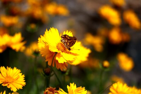 Nature insecta nice