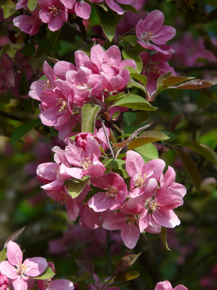 Peach tree peach tree blossom bloom