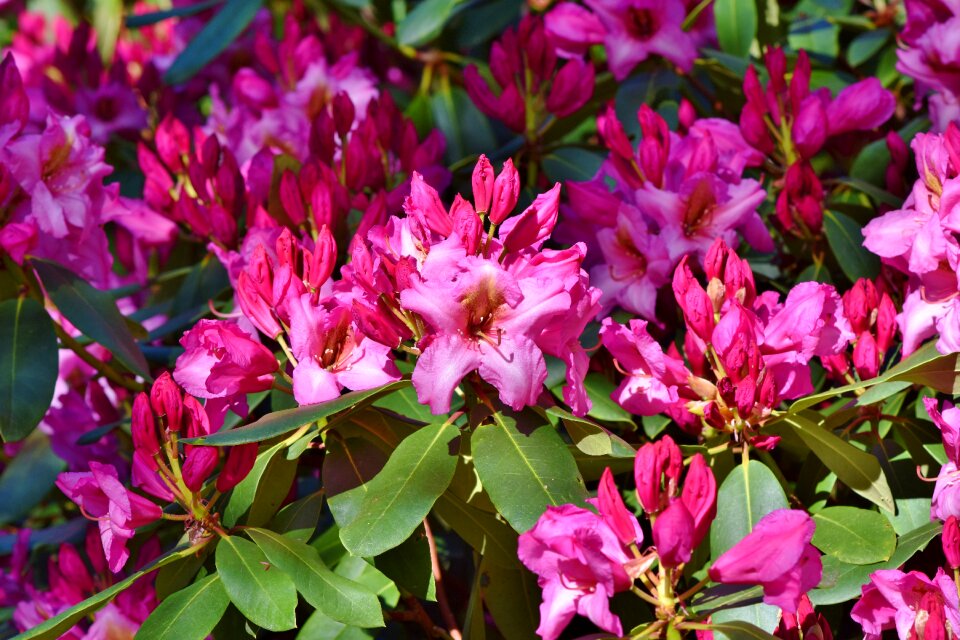 Pink rhododendron bud blossom