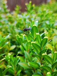Garden buxus bug photo